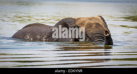 Elefante africano (Loxodonta africana) nuoto attraverso il fiume Chobe, Chobe National Park, Botswana Foto Stock