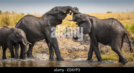 Due elefanti africani (Loxodonta africana) combattere con ogni altro fiume Chobe, Chobe National Park, Botswana Foto Stock