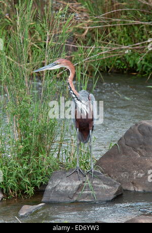 Goliath Heron o gigante Heron; più grande del mondo heron; dal fiume nel Parco Nazionale di Kruger, Sud Africa Foto Stock