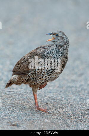 Natal spurfowl o Natal francolin, Pternistis natalensis sul terreno, nel Parco Nazionale di Kruger, Sud Africa Foto Stock