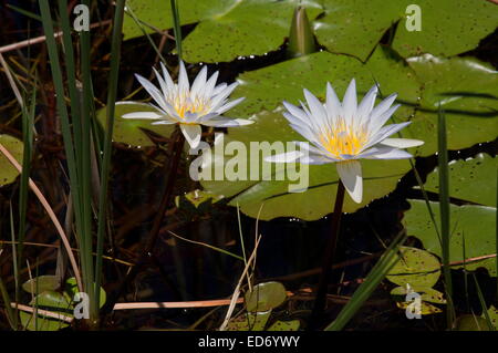 Un bianco o blu pallido ninfee Nymphaea nouchali Kruger National Park, Sud Africa Foto Stock