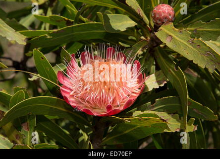 Lo zucchero comune bush, Protea caffra in fiore; Sud Africa Foto Stock