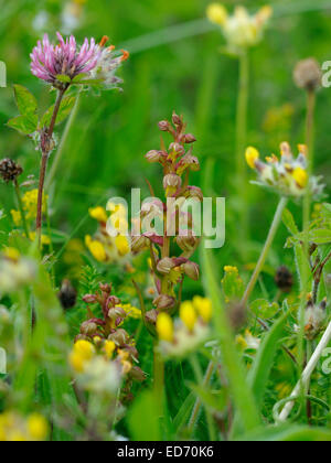 Rana - orchidea Dactylorhiza viride cresce su Machair, Ebridi Esterne Foto Stock