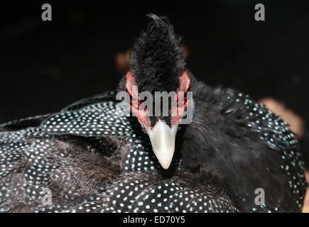 Crested africani le faraone (Guttera pucherani), di fronte alla fotocamera Foto Stock