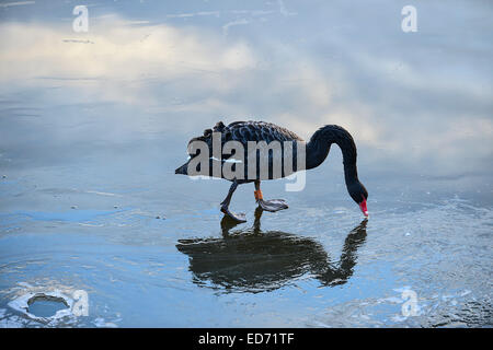 Un freddo, serata nitide in Donegal, Irlanda - 30 dicembre, 2014. Donegal, Irlanda. In Irlanda il meteo: un freddo, serata nitide in Donegal, Irlanda. Un Black Swan (latino: Cygnus atratus) alla ricerca di cibo su un lago ghiacciato a pollice isola. Credito: George Sweeney/Alamy Live News Foto Stock