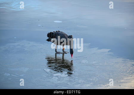 Un freddo, serata nitide in Donegal, Irlanda - 30 dicembre, 2014. In Irlanda il meteo: un freddo, serata nitide in Donegal, Irlanda. Un Black Swan (latino: Cygnus atratus) alla ricerca di cibo su un lago ghiacciato a pollice isola. Credito: George Sweeney/Alamy Live News Foto Stock