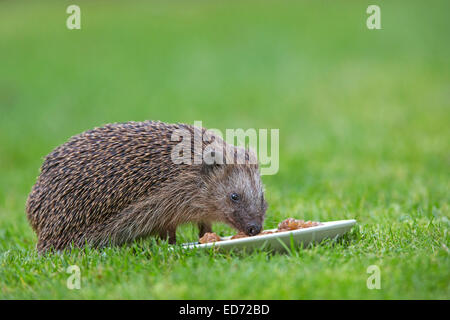 Comune, hedgehog Schleswig Holstein, Germania, Europa / Erinaceus europaeus Foto Stock