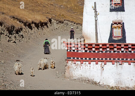 Due pellegrini tibetano a piedi con capre nel villaggio Sershu / Serxu, nella provincia di Sichuan, in Cina Foto Stock