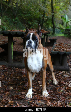 Awesome giovane pugile su un parco in autunno Foto Stock