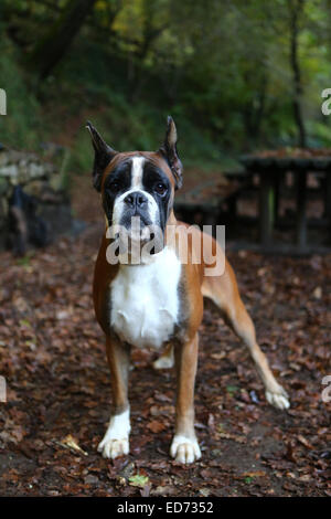 Awesome giovane pugile su un parco in autunno Foto Stock