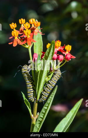 Due farfalla monarca bruchi di alimentazione su un impianto milkweed Foto Stock