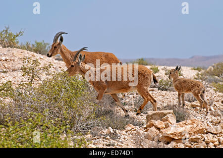 Ibex Nubiano, Capra nubiana, Foto Stock
