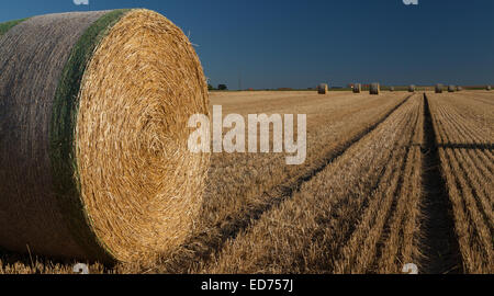 Le palle di paglia, dopo che il grano è stato tagliato Foto Stock