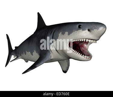 Megalodon dinosauro, sfondo bianco. Foto Stock