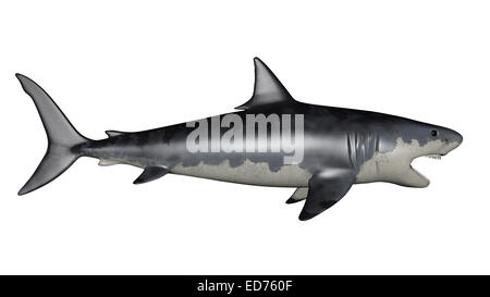 Megalodon dinosauro, sfondo bianco. Foto Stock