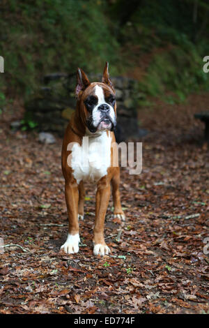 Awesome giovane pugile su un parco in autunno Foto Stock