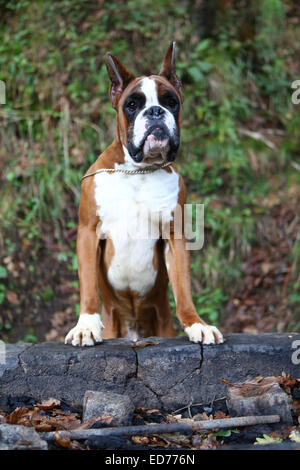 Awesome giovane pugile su un parco in autunno Foto Stock