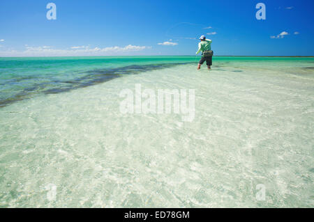 Saltwater fly fishing per bonefish sull Isola di Abaco delle Bahamas Foto Stock