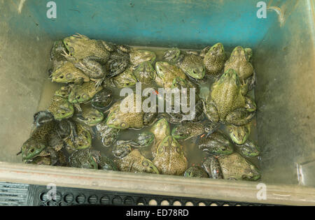 Dipartimento di frutti di mare nel mercato asiatico in Albany, New York. Foto Stock