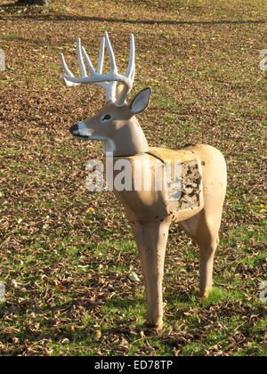 Un cervo pratica supporti bersaglio nel sole autunnale nelle zone rurali del Massachusetts. Foto Stock