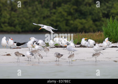 Royal Tern volare al di sopra di un altro gruppo di sterne e gabbiani vicino a San Pietroburgo nel golfo del Messico sulla costa occidentale della Florida, Stati Uniti d'America. Foto Stock