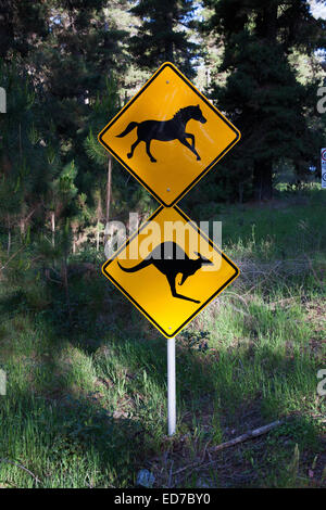 Brumbies e kangaroo road cartello segnaletico Australia Foto Stock