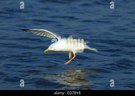 Aringa del singolo Gull Larus agentatus tenendo fuori dal mare Norfolk Foto Stock