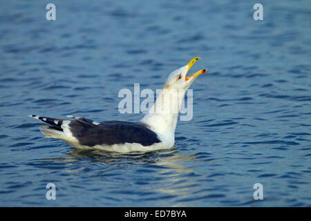 Lesser Black-backed Gull Larus fuscus chiamando Foto Stock