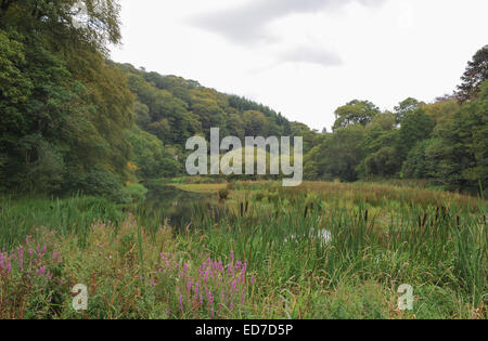 Lago Inferiore sul vecchio lago a piedi alla Corte di Arlington, Barnstaple, Devon, Inghilterra, Regno Unito Foto Stock