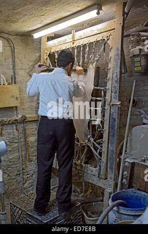 I religiosi rabbino ebreo la pulizia e la stiratura della pelle di mucca mentre si effettua la pergamena per articoli religiosi. Foto Stock