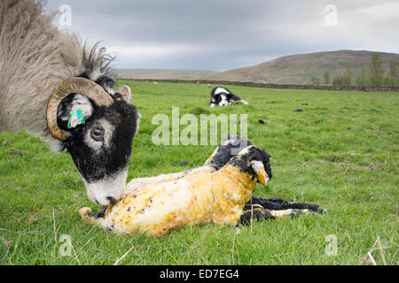 Pecora Swaledale leccare una coppia di neonato agnelli come sheepdog orologi. Cumbria, Regno Unito Foto Stock