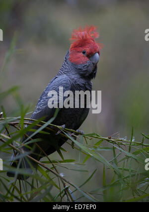 Maschi selvatici Gang cockatoo (Callocephalon fimbriatum) Victoria Australia Foto Stock