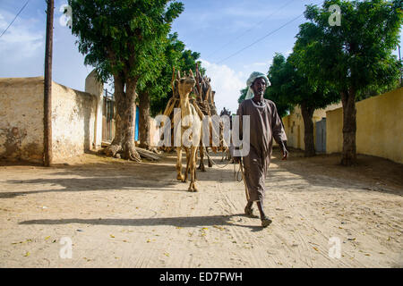 Camel caravan caricata con legna a piedi attraverso Keren, Eritrea Foto Stock