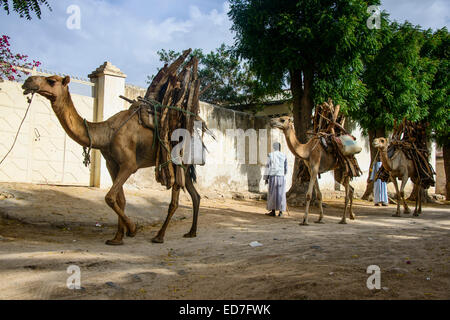 Camel caravan caricata con legna a piedi attraverso Keren, Eritrea Foto Stock
