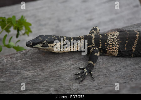 Giovani Pizzi Monitor (varanus varius) - Australian Goanna nativo Foto Stock