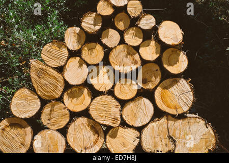 Di recente il taglio di legna da ardere logs pila - condimento fuori nel sole Foto Stock