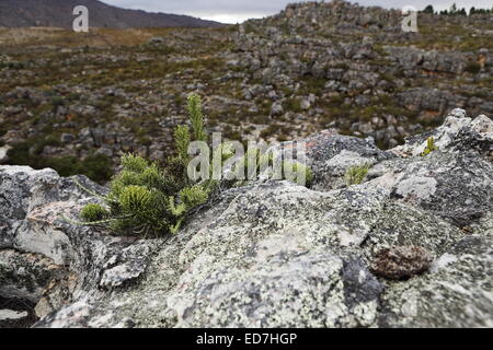 Fynbos cresce su una rupe di roccia visto da un sentiero escursionistico sulle montagne Matroosberg, Ceres Foto Stock