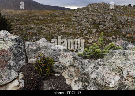 Fynbos cresce su una rupe di roccia visto da un sentiero escursionistico sulle montagne Matroosberg, Ceres Foto Stock