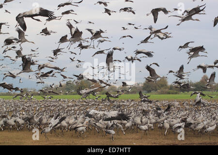 Un gregge di molte centinaia di uccelli cicogna. Alcuni degli uccelli sono l'avanzamento sul terreno, alcuni sono volare in aria. Convoglia un sentire Foto Stock