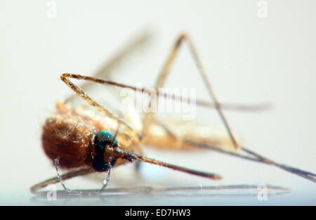 Una zanzara giacente su una superficie bianca, con estrema closeup. Le zanzare distinti visione verde cellule sono evidenti. Foto Stock