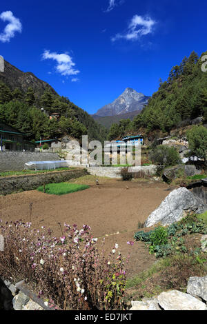 Le coltivazioni agricole in crescita in Monjo village, Parco Nazionale di Sagarmatha, Solukhumbu quartiere, regione di Khumbu, Nepal orientale, Asia Foto Stock