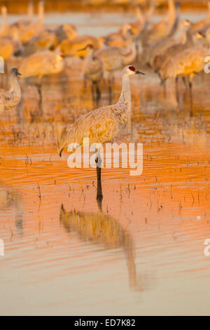 Sandhill gru Grus canadensis tabida Bosque del Apache National Wildlife Refuge, nuovo Messico, Stati Uniti 16 Dicembre Foto Stock