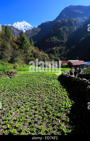 Le coltivazioni agricole in crescita in Bengkar village, Parco Nazionale di Sagarmatha, Solukhumbu quartiere, regione di Khumbu, Nepal orientale, Asia Foto Stock