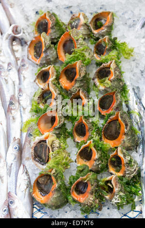 Fresh Salyangoz lumache in vendita nel tuo pescivendolo pescheria nel mercato alimentare in Kadikoy district, lato Asiatico di Istanbul, est della Turchia Foto Stock