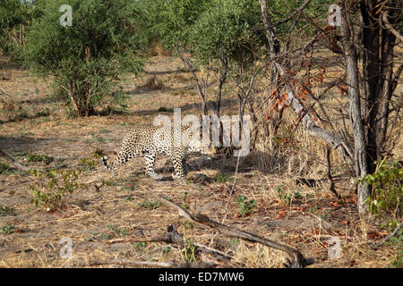 African leopard sul prowl nella boccola in Botswana Foto Stock