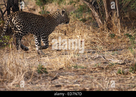 Leopard africani in esecuzione attraverso la boccola in Botswana Foto Stock