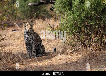 African leopard seduta momentaneamente quando esso passa attraverso la boccola in Botswana Foto Stock