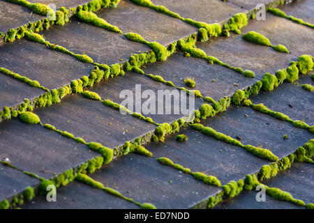 Il muschio verde sulla moderna piastrelle di calcestruzzo tegole del tetto Foto Stock