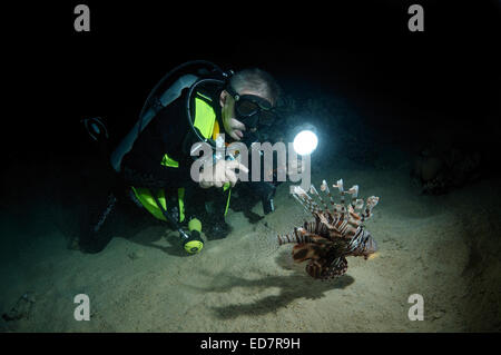 Diver guarda al leone rosso (pterois volitans) immersioni notturne in Mar Rosso, Egitto, Africa Foto Stock