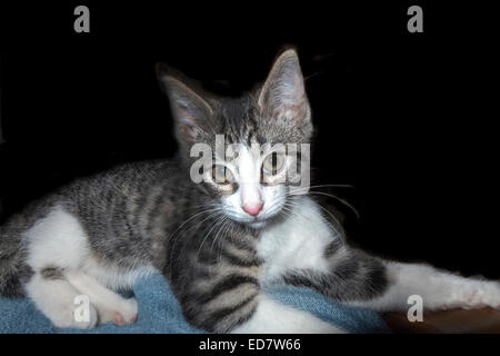 Tiger grigio tabby gattino. Foto Stock